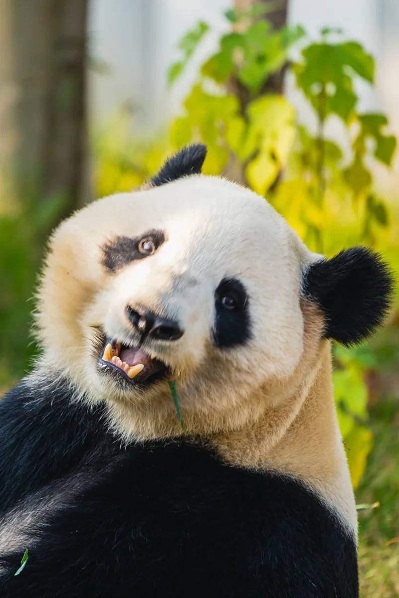 Chengdu